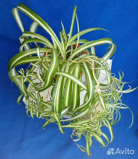 Хлорофитум в ассортименте