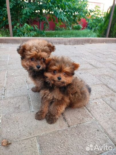 Маленькая собачка