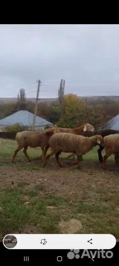 Овцы бараны