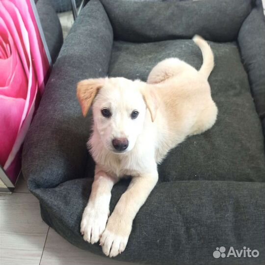 Щенок типа лабрадора