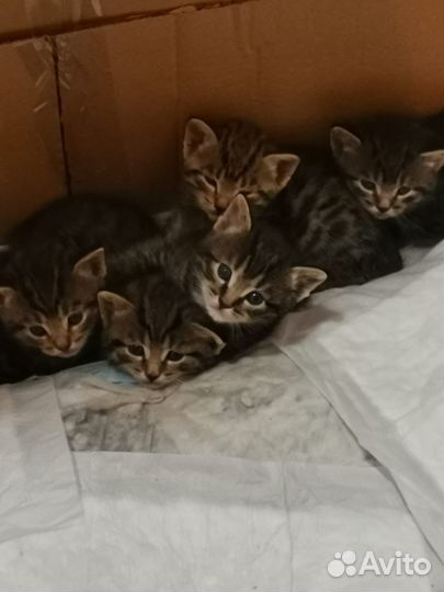 Котята бесплатно