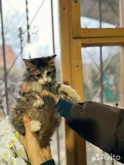 Кошечка в добрые руки