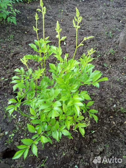 Комнатные растения цветы с доставкой