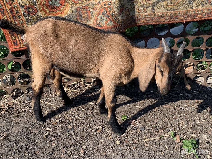 Козлы и козочки нубийской породы от
