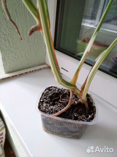 Монстера вариегатная Альба