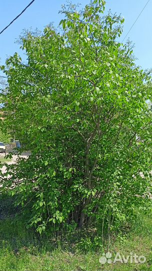 Сирень белая саженцы