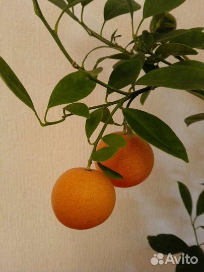 Каламондин, комнатный мандарин