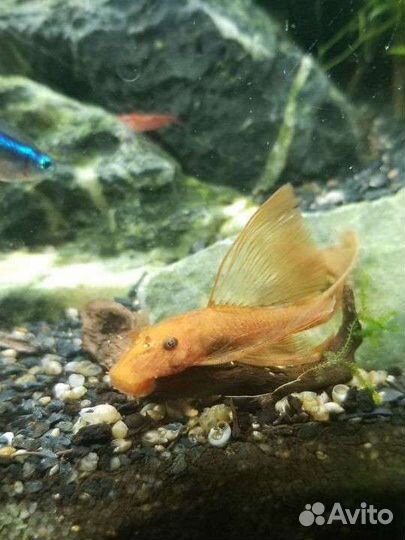 Анциструс Super Red