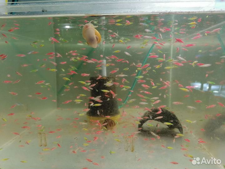 Аквариумные рыбки