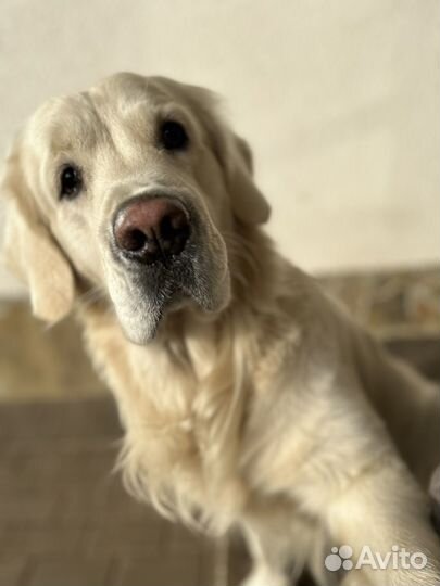 Вязка золотистого ретривера