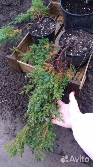 Можжевельник Блю Карпет