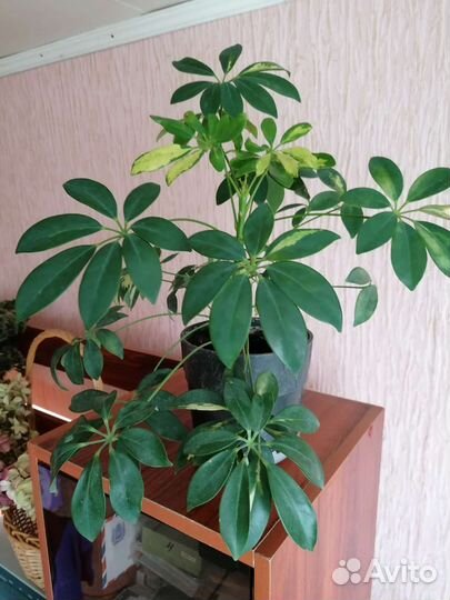 Шефлера пестролистная