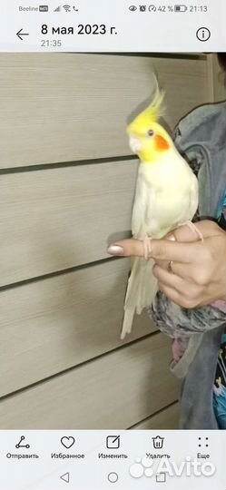 Попугай корелла с клеткой