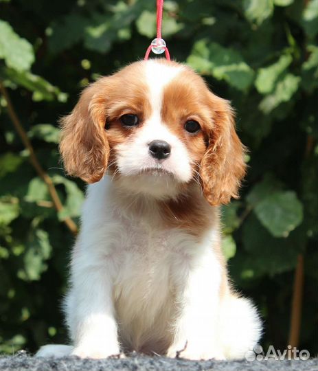Кинг чарльз спаниель