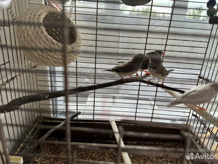 Зебровые амадины