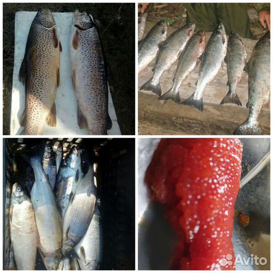 Рыбалка. Отдых на Белом море