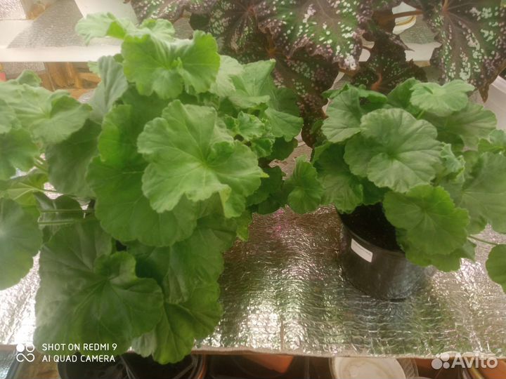 Пеларгония та-Эммануэль