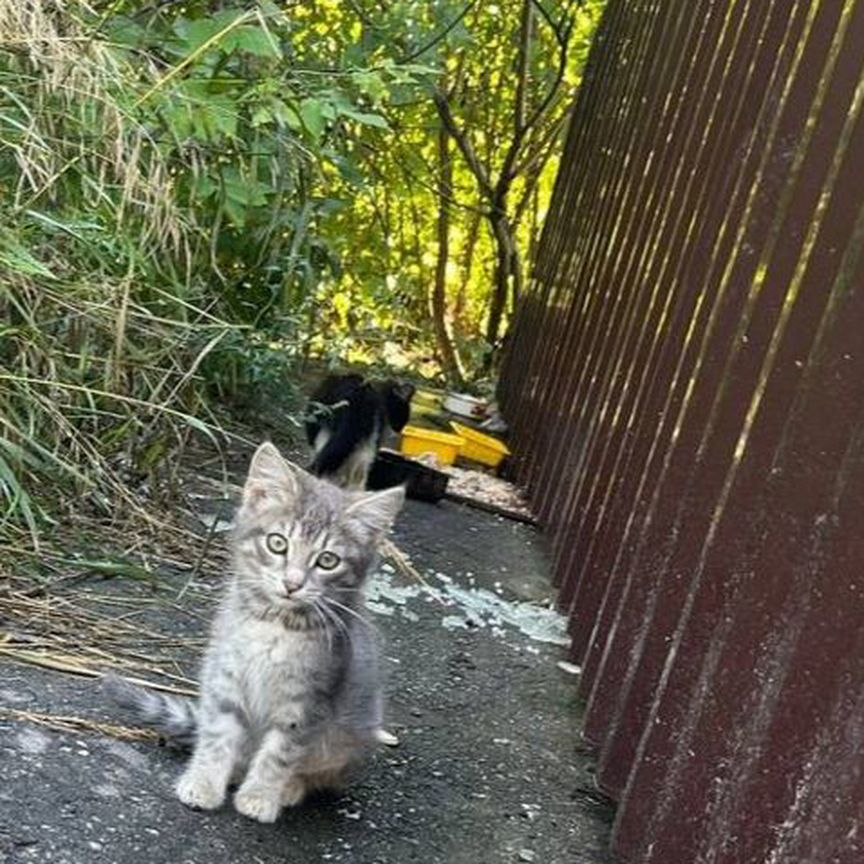 Котята с улицы в добрые руки