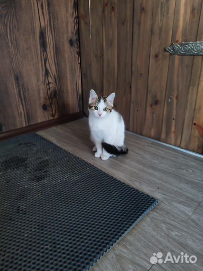 Кошечка 4 месяца