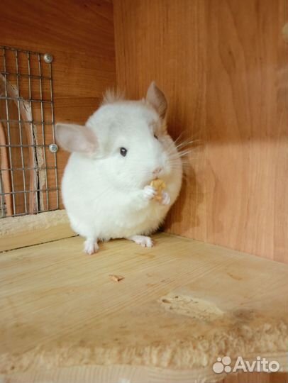 Шиншиллы из домашнего питомника