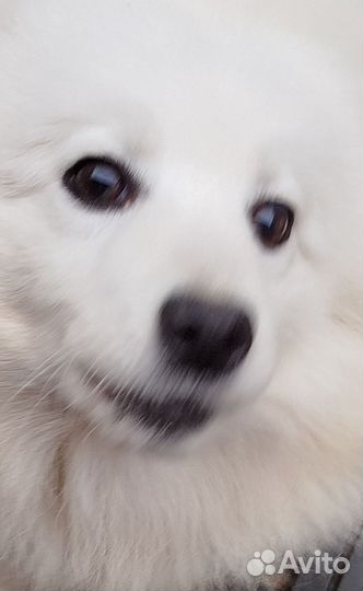 Японский шпиц. Девочка