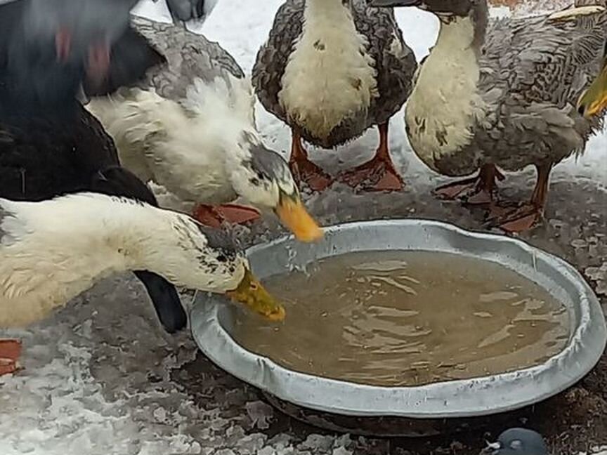 Утки голубой фаворит