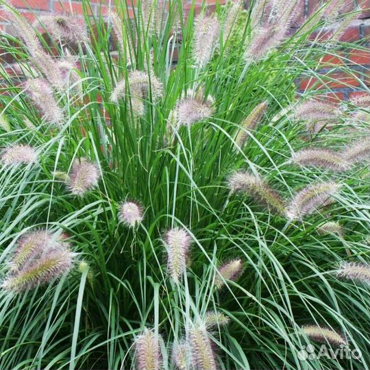 Мискантус китайский Зебрина Пеннисетум лисохвостый