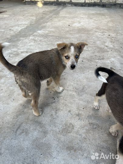 Щенок в добрые руки