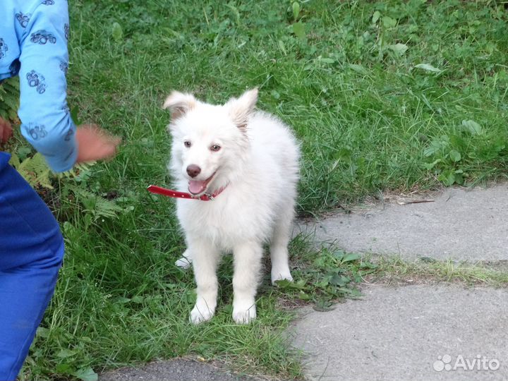 Щенок в дар мальчик