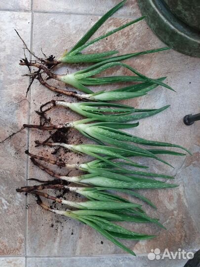 Алоэ вера детки