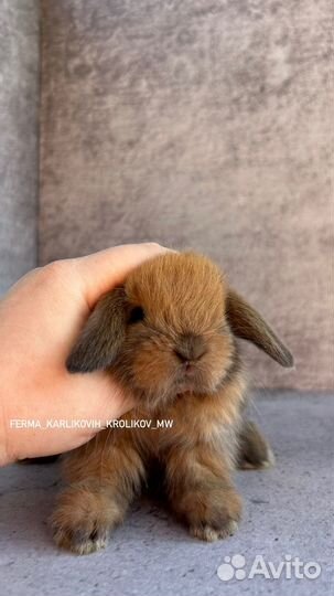 Малыши из питомника NHD и mini LOP