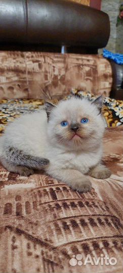 Британские котята