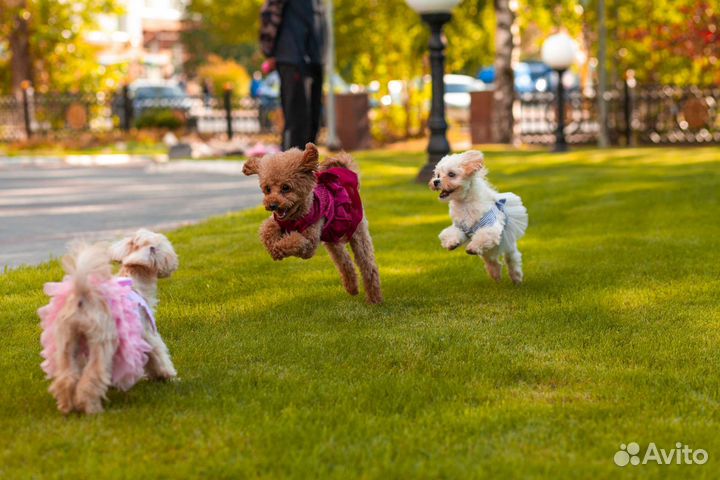 Элитные щенки мальтипу Ф1