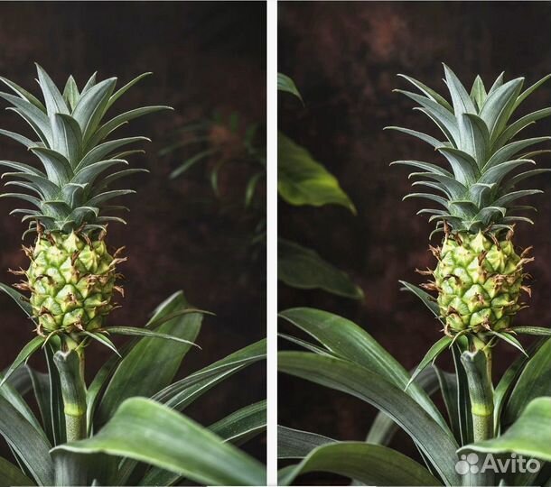 Ананас с плодом