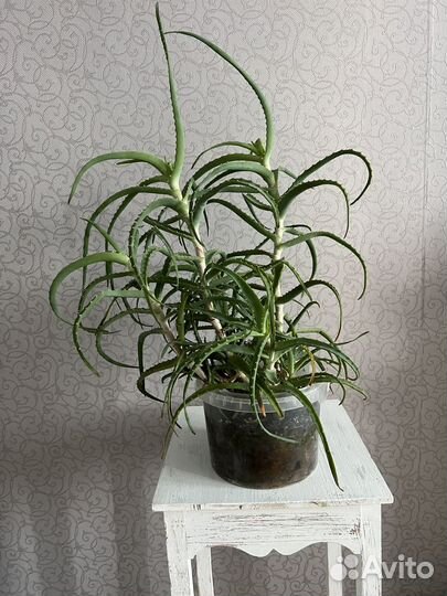 Алоэ 6 лет 80 см Взрослое