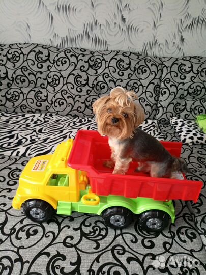 Йоркширский терьер