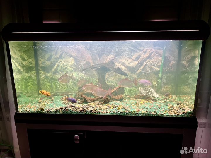 Аквариум Ferplast с оригинальной тумбой 300 литров