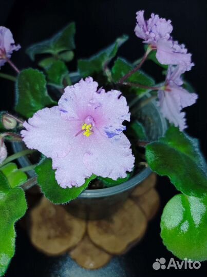 Цветущие фиалки