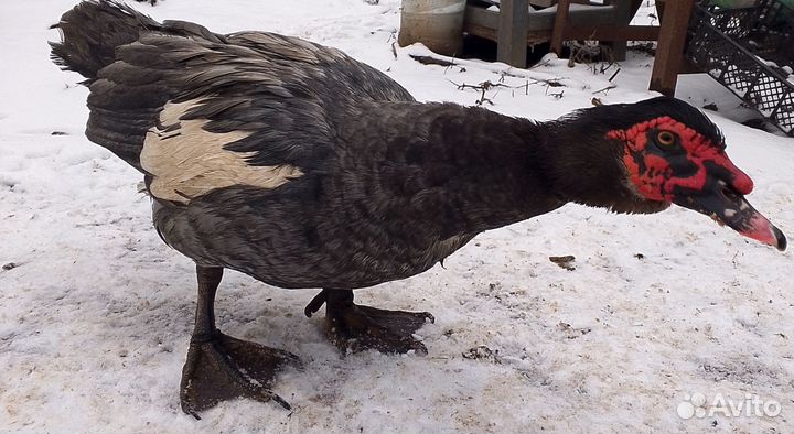 Мускусные утки тяжелые линии