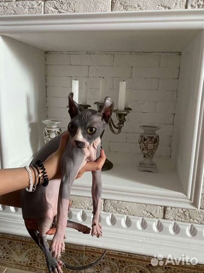 Канадский сфинкс эльф