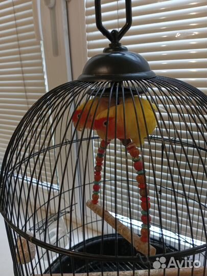 Попугаи-неразлучники