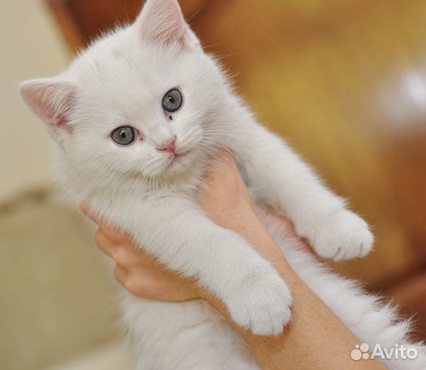 Белоснежные кошечки