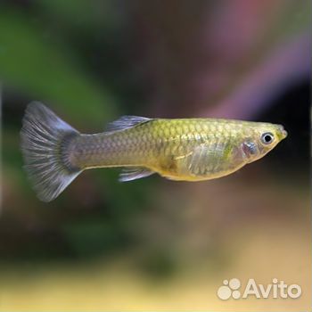 Мальки рыбок гуппи