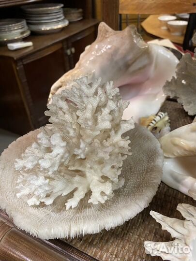 Морские раковины, кораллы