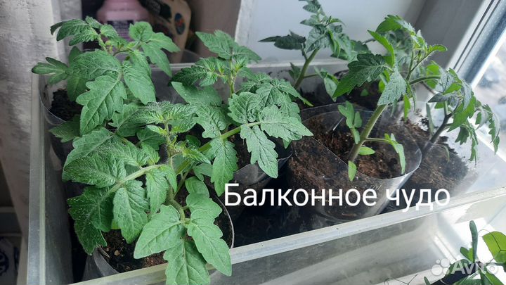 Рассада балконных помидор