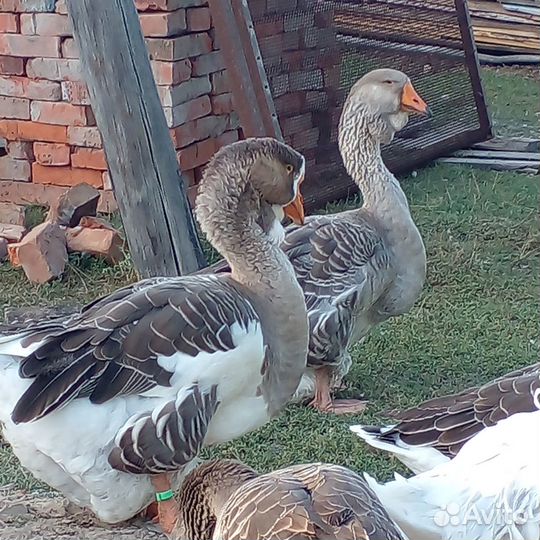 Уточки и гуси