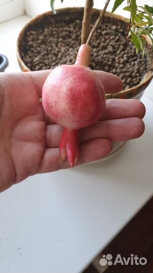 Комнатный гранат