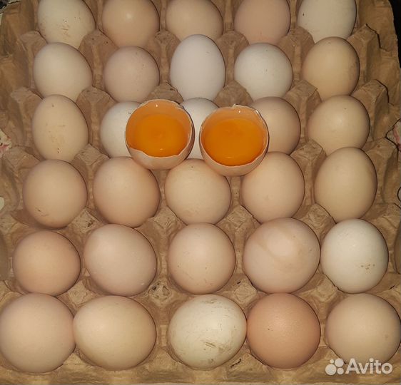 Домашние куриные яйца