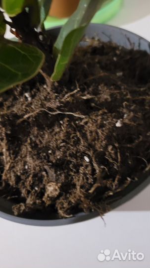 Фикус лирата бамбино