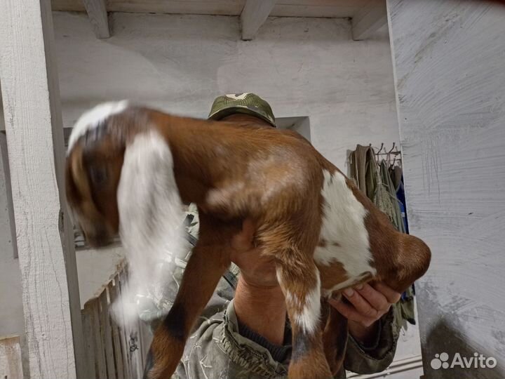 Нубийский козлик